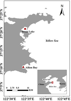 In situ Responses of the Eelgrass Zostera marina L. to Water Depth and Light Availability in the Context of Increasing Coastal Water Turbidity: Implications for Conservation and Restoration